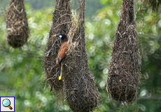 Montezumastirnvogel (Montezuma Oropendola, Psarocolius montezuma) am Nest