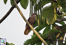 Kurzschnabeltaube (Short-billed Pigeon, Patagioenas nigrirostris)
