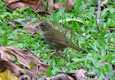 Jugendliche Dickichtammer (Black-striped Sparrow, Arremonops conirostris)