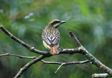 Nord-Fleckenmaskentyrann (Sulphur-bellied Flycatcher, Myiodynastes luteiventris)