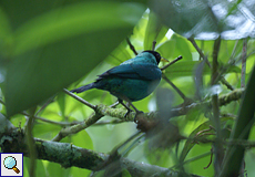 Männlicher Kappennaschvogel (Green Honeycreeper, Chlorophanes spiza)