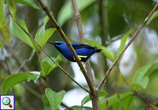 Männlicher Azurnaschvogel (Shining Honeycreeper, Cyanerpes lucidus)