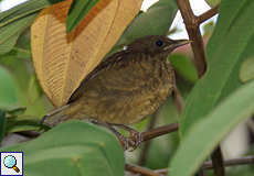 Gilbdrossel (Clay-colored Robin, Turdus grayi), flügges Jungtier