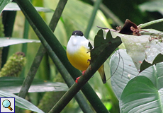 Männlicher Weißbandpipra (White-collared Manakin, Manacus candei)
