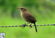 Hauszaunkönig (House Wren, Troglodytes aedon)