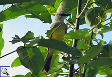 Trauerkönigstyrann (Tropical Kingbird, Tyrannus melancholicus)