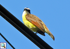 Starkschnabel-Maskentyrann (Boat-billed Flycatcher, Megarynchus pitangua)