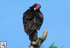 Truthahngeier (Turkey Vulture, Cathartes aura)