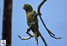 Aztekensittich (Aztec Parakeet, Eupsittula astec)