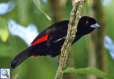 Männliche Passerinitangare (Scarlet-rumped Tanager, Ramphocelus passerinii)