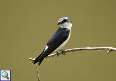 Mangroveschwalbe (Mangrove Swallow, Tachycineta albilinea), Altvogel