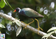 Zwergsultanshuhn (Purple Gallinule, Porphyrio martinicus)