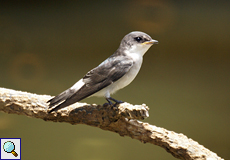 Mangroveschwalbe (Mangrove Swallow, Tachycineta albilinea), Jungtier