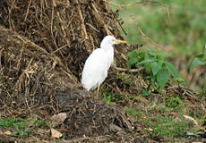 Kuhreiher (Cattle Egret, Bubulcus ibis)