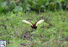 Gelbstirnblatthühnchen (Northern Jacana, Jacana spinosa)