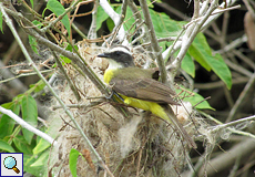 Rotscheitel-Maskentyrann (Social Flycatcher, Myiozetetes similis)