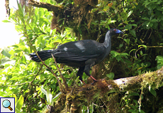 Schwarzguan (Black Guan, Chamaepetes unicolor)