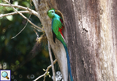 Männlicher Quetzal (Resplendent Quetzal, Pharomachrus mocinno)