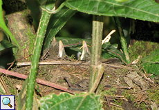 Gilbdrossel-Nest mit drei Jungvögeln (Clay-colored Robin, Turdus grayi)