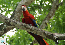 Arakanga oder Hellroter Ara (Scarlet Macaw, Ara macao)