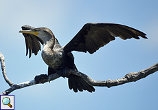 Olivenscharbe oder Biguascharbe (Olivaceous Cormorant, Phalacrocorax brasilianus)