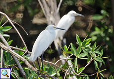 Schmuckreiher (Snowy Egret, Egretta thula), Altvogel
