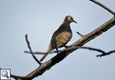 Inkatäubchen (Inca Dove, Columbina inca)