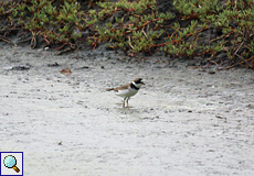 Amerikanischer Sandregenpfeifer (Semipalmated Plover, Charadrius semipalmatus)