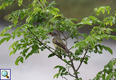 Mausernder Mangroven-Waldsänger (Mangrove Warbler, Setophaga petechia erithachorides)