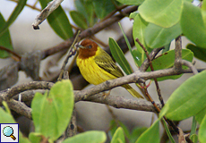 Männlicher Mangroven-Waldsänger (Mangrove Warbler, Setophaga petechia erithachorides)