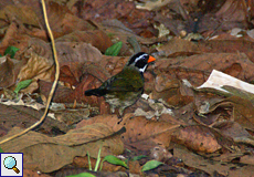 Goldschnabel-Buschammer (Orange-billed Sparrow, Arremon aurantiirostris)