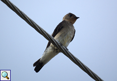 Zimtkehlschwalbe (Southern Rough-winged Swallow, Stelgidopteryx ruficollis)