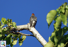 Rotkappenspecht (Red-crowned Woodpecker, Melanerpes rubricapillus)