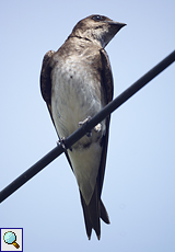 Graubrustschwalbe (Gray-breasted Martin, Progne chalybea)
