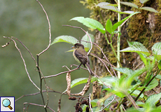 Schwarzkappen-Schnäppertyrann (Black-capped Flycatcher, Empidonax atriceps)