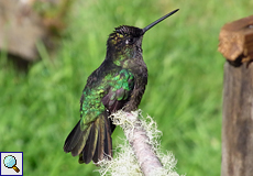 Männlicher Violettkron-Brillantkolibri (Magnificent Hummingbird, Eugenes fulgens)
