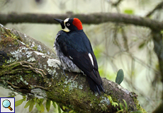 Weiblicher Eichelspecht (Acorn Woodpecker, Melanerpes formicivorus)