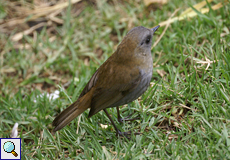Graukehl-Musendrossel (Black-billed Nightingale-Thrush, Catharus gracilirostris)