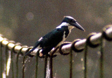 Weiblicher Gürtelfischer (Belted Kingfisher, Ceryle alcyon)