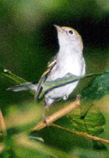 Weiblicher Gelbscheitel-Waldsänger (Chestnut-sided Warbler, Setophaga pensylvanica)