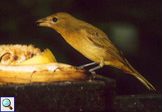Carmioltangare (Carmioli's Tanager, Chlorothraupis carmioli)