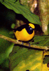Männlicher Gelbscheitelorganist (Yellow-crowned Euphonia, Euphonia luteicapilla)