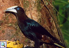 Rotkopf-Stirnvogel (Chestnut-headed Oropendola, Psarocolius wagleri)