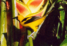 Gelbschwanztrupial (Yellow-tailed Oriole, Icterus mesomelas)
