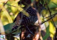 Männlicher Bindenameisenwürger (Barred Antshrike, Thamnophilus doliatus)