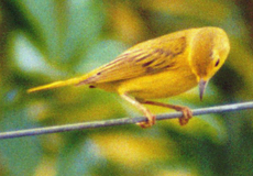 Goldwaldsänger (Yellow Warbler, Setophaga petechia)
