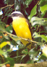 Schwefelmaskentyrann oder Bentevi (Great Kiskadee, Pitangus sulphuratus)