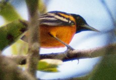 Männlicher Baltimoretrupial (Northern Oriole, Icterus galbula)