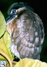 Junger Kahnschnabel (Boat-billed Heron, Cochlearius cochlearius)
