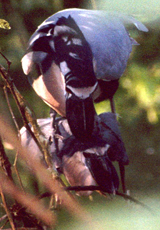 Kahnschnabel-Paarung (Boat-billed Heron, Cochlearius cochlearius)